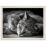 Load image into Gallery viewer, Tranquil Duo - Sleeping Cats Photograph Wall Art Print
