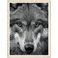 Wild Gaze: Wolf Photograph Wall Art Print