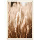 Hazy Pampas Close-Up Photograph Wall Art Print