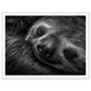 Sleeping Sloth Photograph Wall Art Print