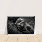 Load image into Gallery viewer, Sleeping Sloth Photograph Wall Art Print