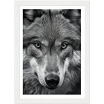 Load image into Gallery viewer, Wild Gaze: Wolf Photograph Wall Art Print