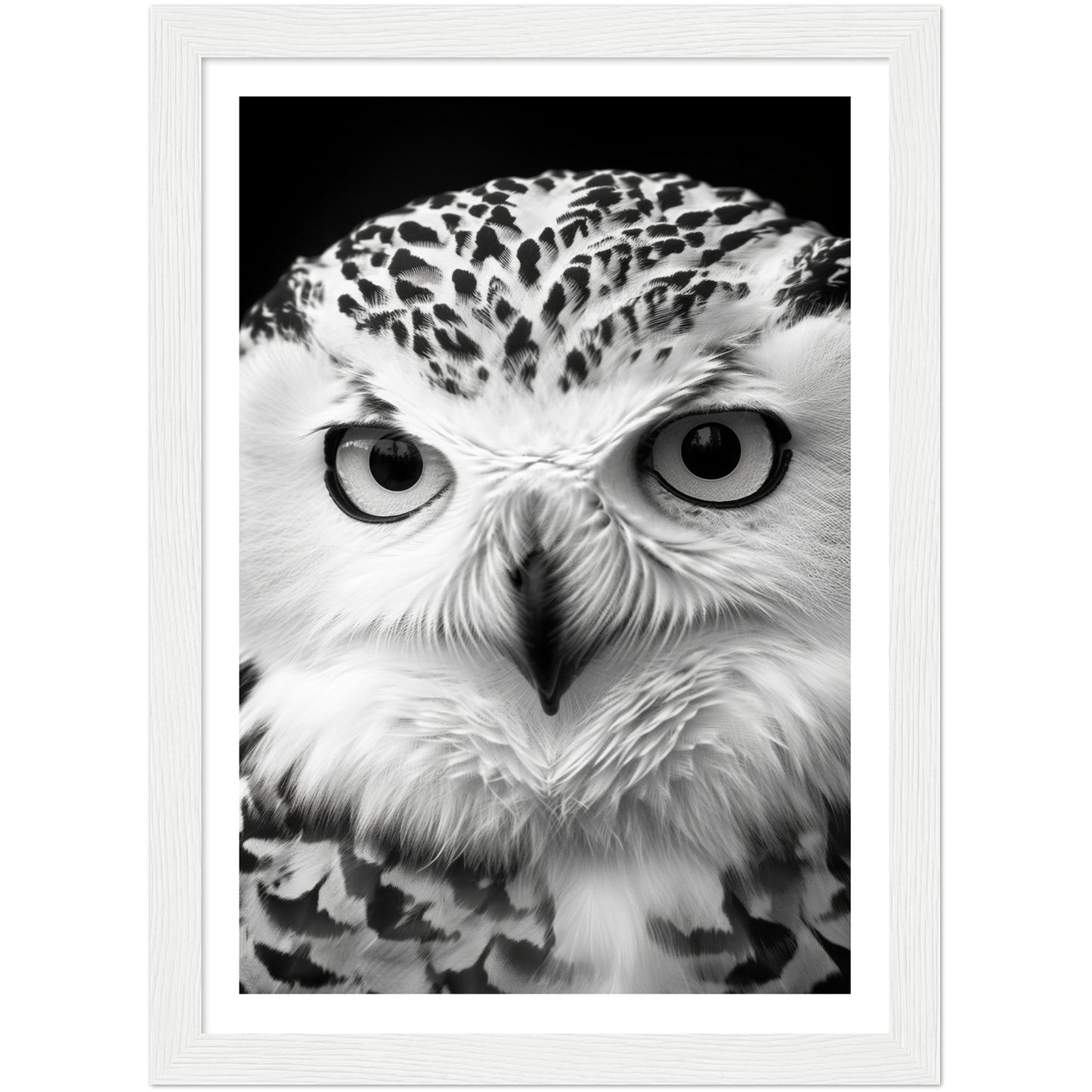 Snowy Owl Gaze Photography