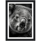 Koala's Close-Up Photograph Wall Art Print