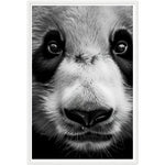 Load image into Gallery viewer, Panda Pose Perfection Photograph Wall Art Print