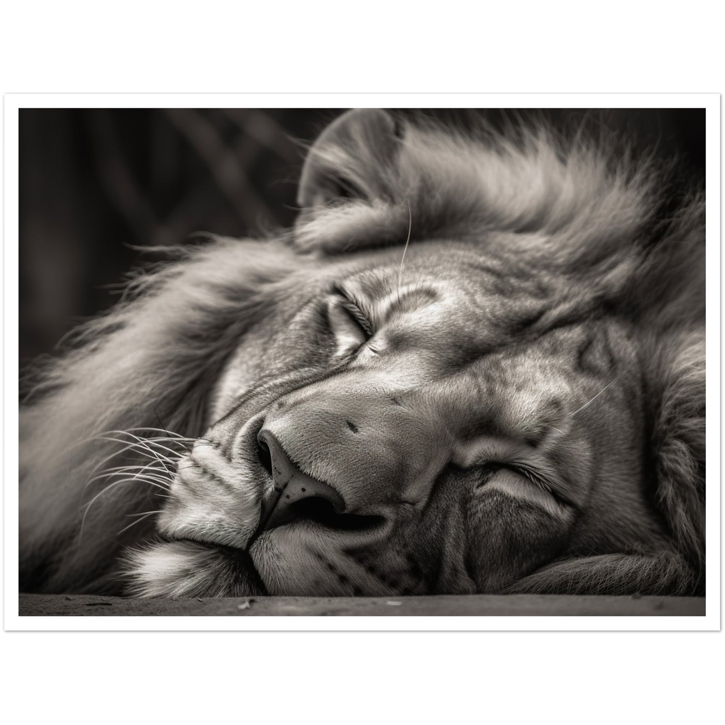 Regal Rest - Serene Sleeping Lion Photography