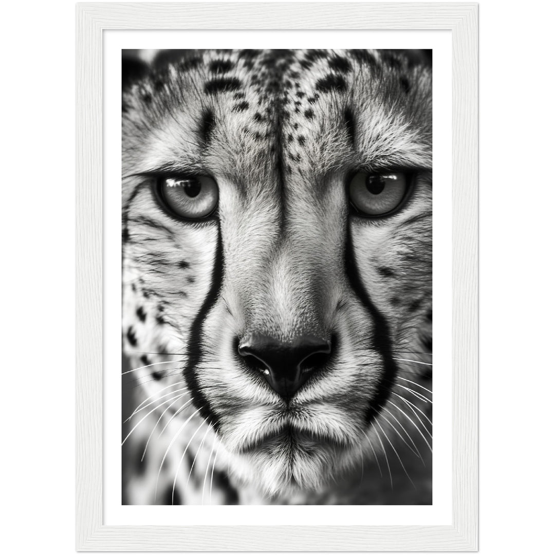 Cheetah's Gaze Photograph Wall Art Print
