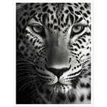 Load image into Gallery viewer, Leopard&#39;s Gaze Photograph Wall Art Print