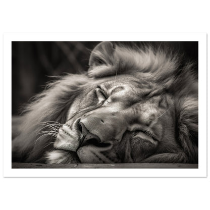 Regal Rest - Serene Sleeping Lion Photography