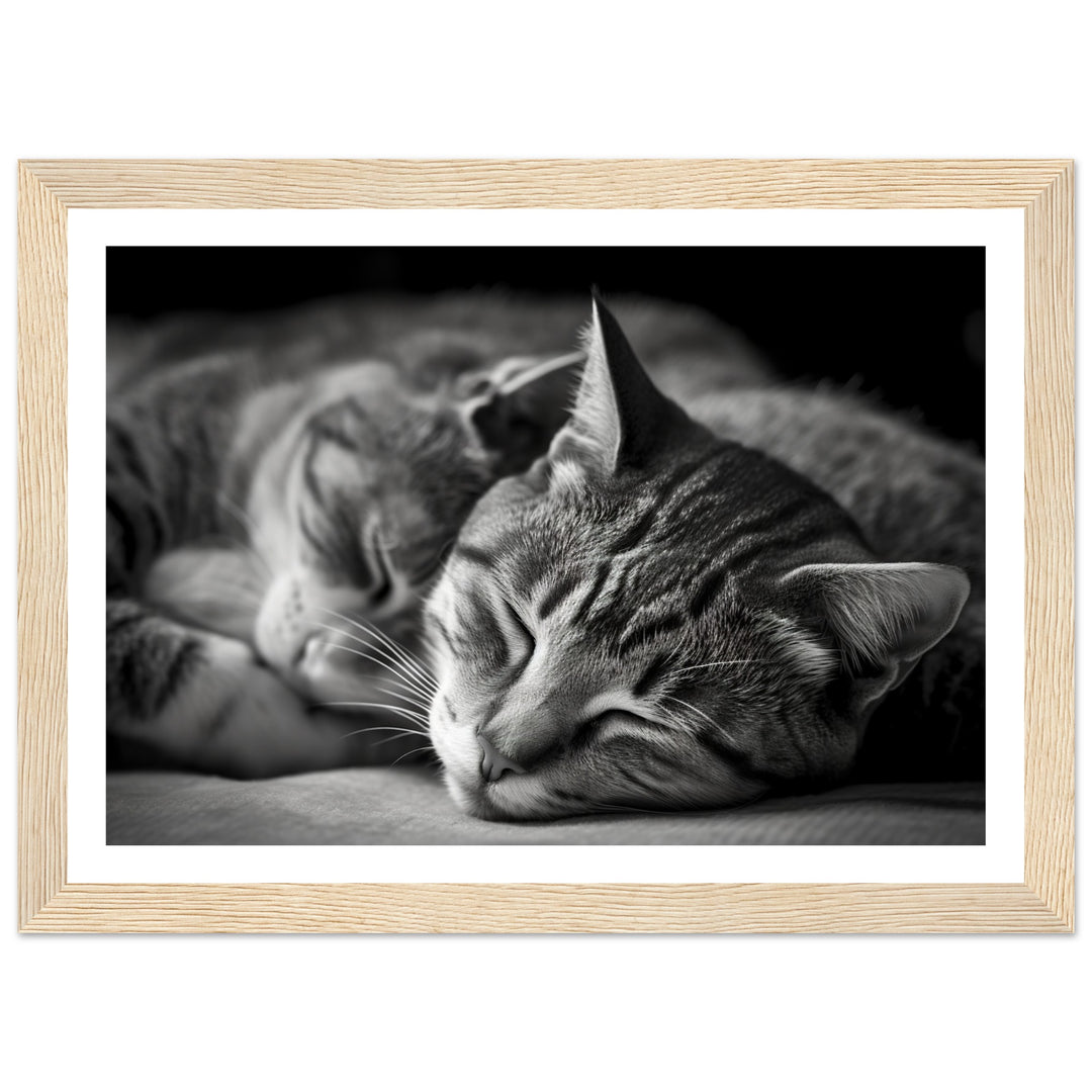 Tranquil Duo - Sleeping Cats Photograph Wall Art Print