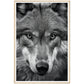 Wild Gaze: Wolf Photograph Wall Art Print