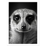 Load image into Gallery viewer, Meerkat Majesty Photograph Wall Art Print