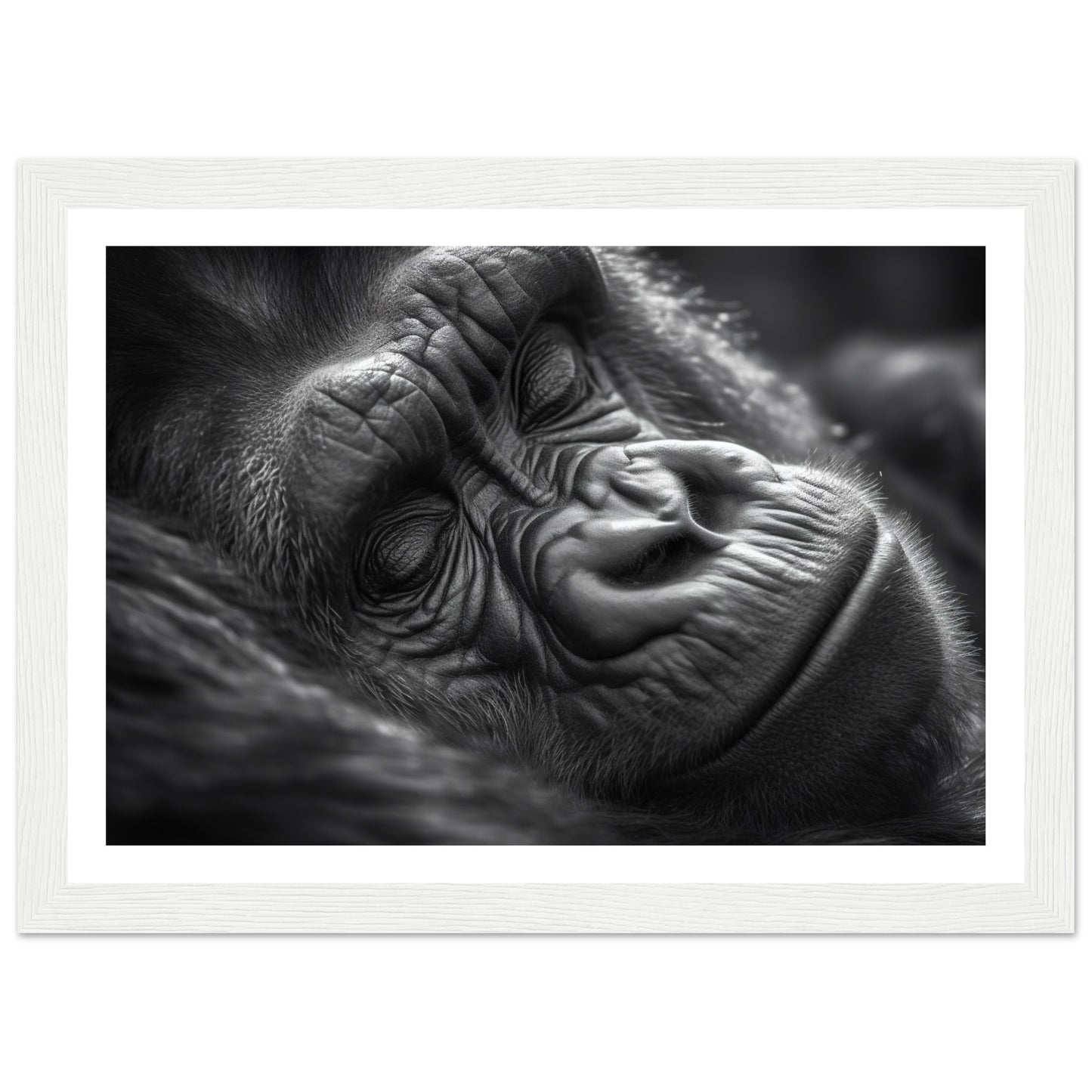 Close-Up of Sleeping Gorilla Photograph Wall Art Print