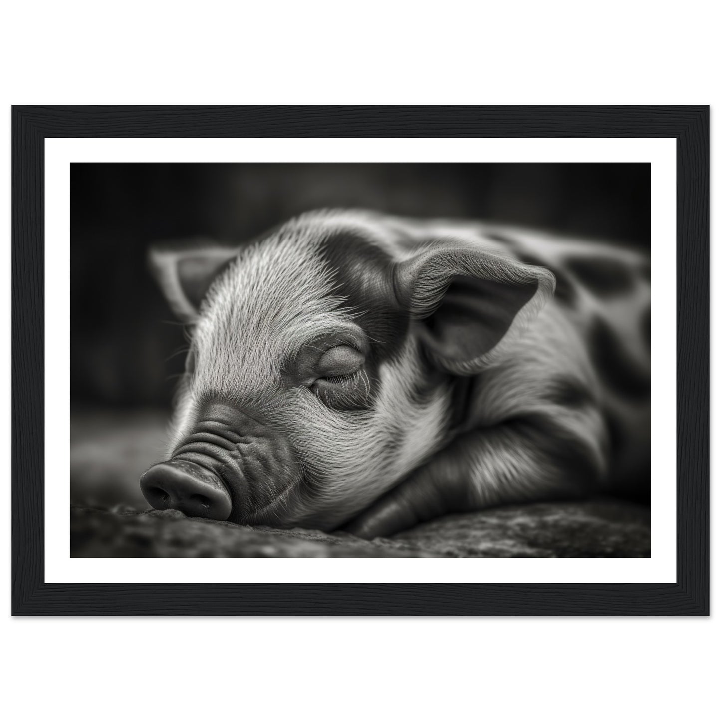 Black and White Sleeping Piglet Photograph Wall Art Print