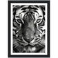 Wild Gaze: Tiger Close-Up Photograph Wall Art Print