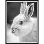 Load image into Gallery viewer, Arctic Hare Photo Portrait Wall Art Print