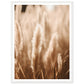 Hazy Pampas Close-Up Photograph Wall Art Print