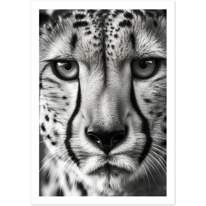 Cheetah's Gaze Photograph Wall Art Print