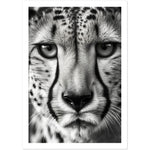 Load image into Gallery viewer, Cheetah&#39;s Gaze Photograph Wall Art Print
