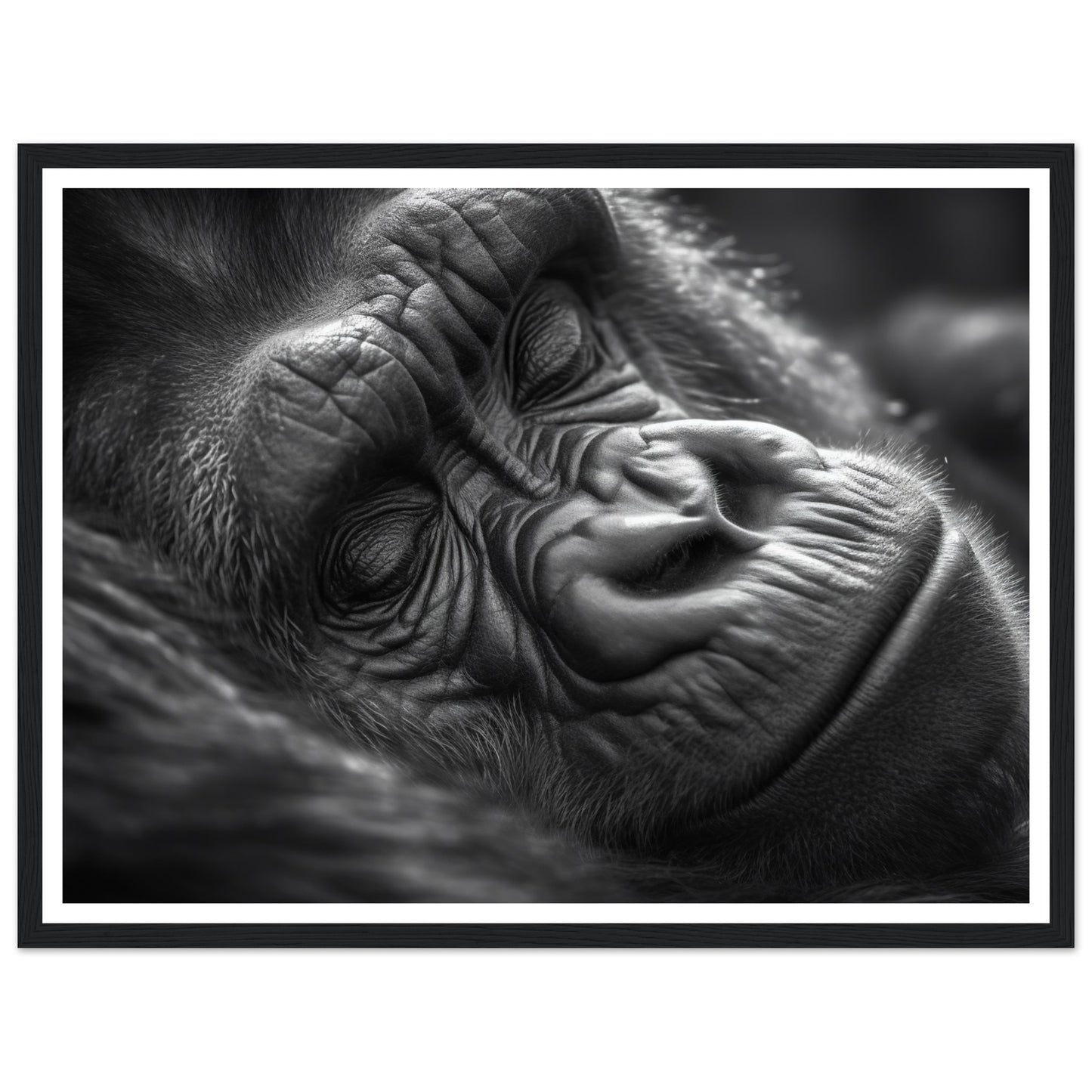 Close-Up of Sleeping Gorilla Photograph Wall Art Print