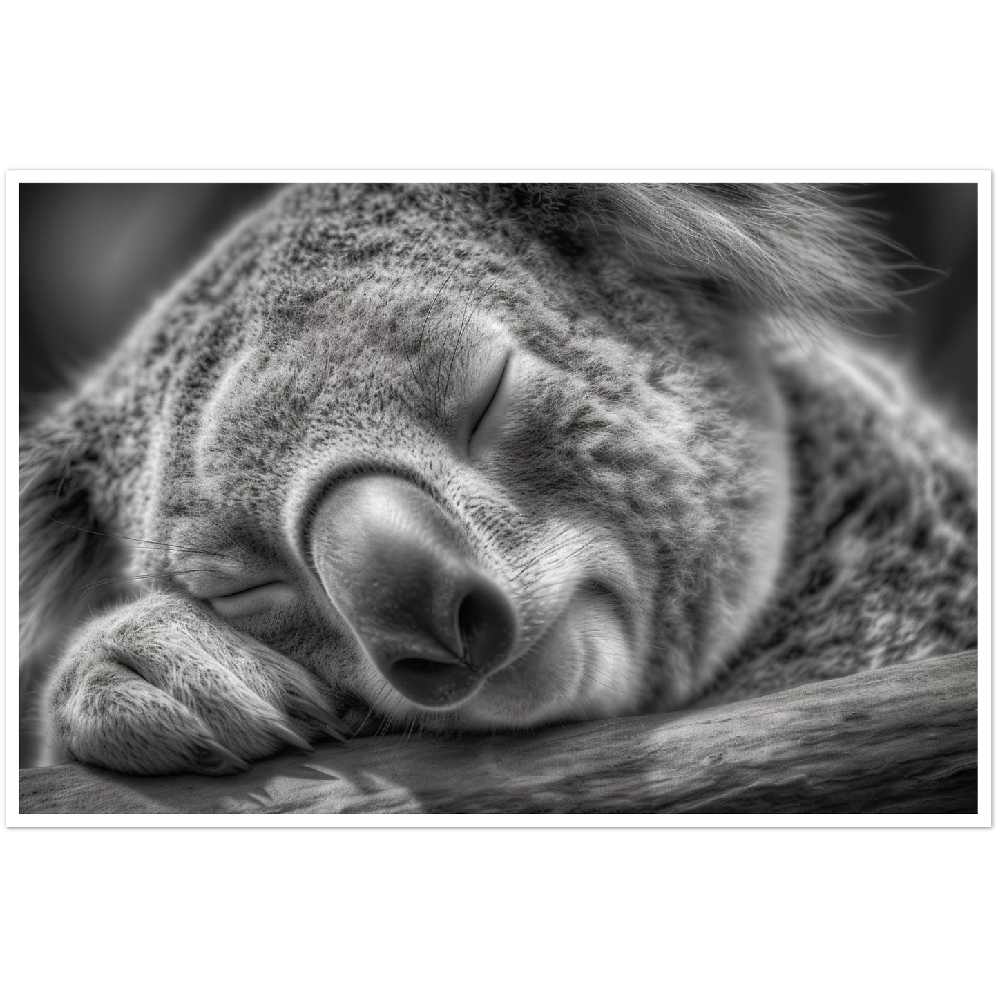 Close-Up of Sleeping Koala Photograph Wall Art Print