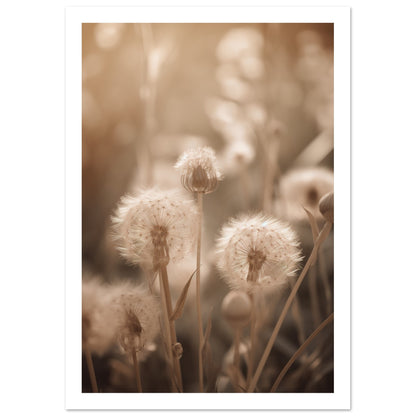 Hazy Dandelion Dreams Close-Up Photograph Wall Art Print