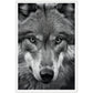 Wild Gaze: Wolf Photograph Wall Art Print