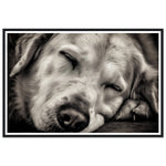 Load image into Gallery viewer, Peaceful Slumber Close-Up of Sleeping Dog Photograph Wall Art Print