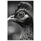 Peacock Perfection Photograph Wall Art Print