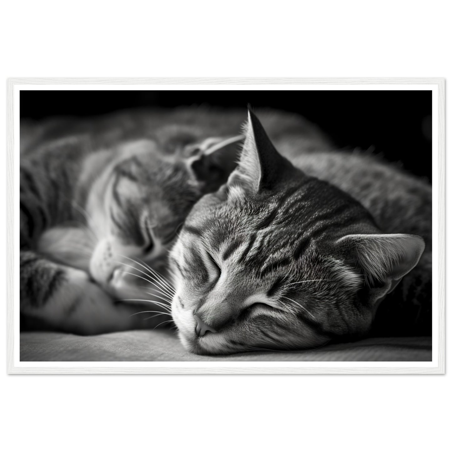 Tranquil Duo - Sleeping Cats Photograph Wall Art Print