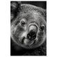 Koala's Close-Up Photograph Wall Art Print