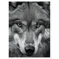 Wild Gaze: Wolf Photograph Wall Art Print