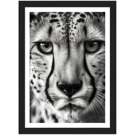 Cheetah's Gaze Photograph Wall Art Print