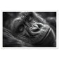 Close-Up of Sleeping Gorilla Photograph Wall Art Print