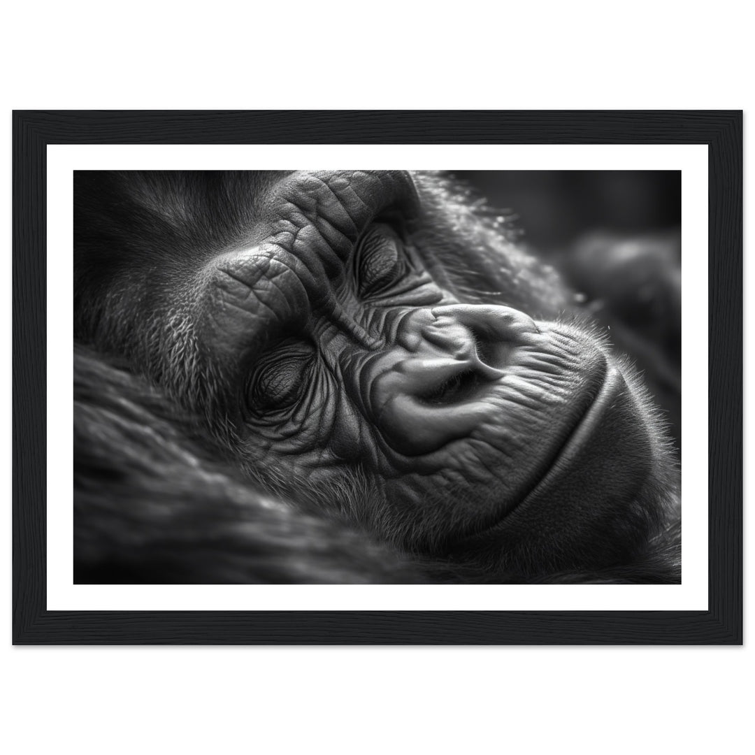 Close-Up of Sleeping Gorilla Photograph Wall Art Print