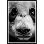 Load image into Gallery viewer, Panda Pose Perfection Photograph Wall Art Print
