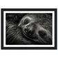 Sleeping Sloth Photograph Wall Art Print