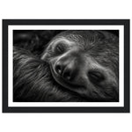Load image into Gallery viewer, Sleeping Sloth Photograph Wall Art Print