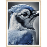 Load image into Gallery viewer, Blue Jay&#39;s Intense Gaze Bird Photograph Wall Art Print