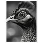 Peacock Perfection Photograph Wall Art Print