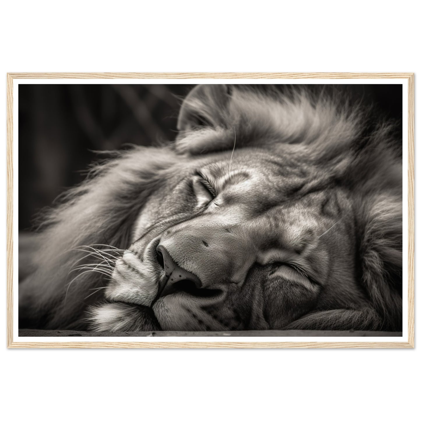 Regal Rest - Serene Sleeping Lion Photography