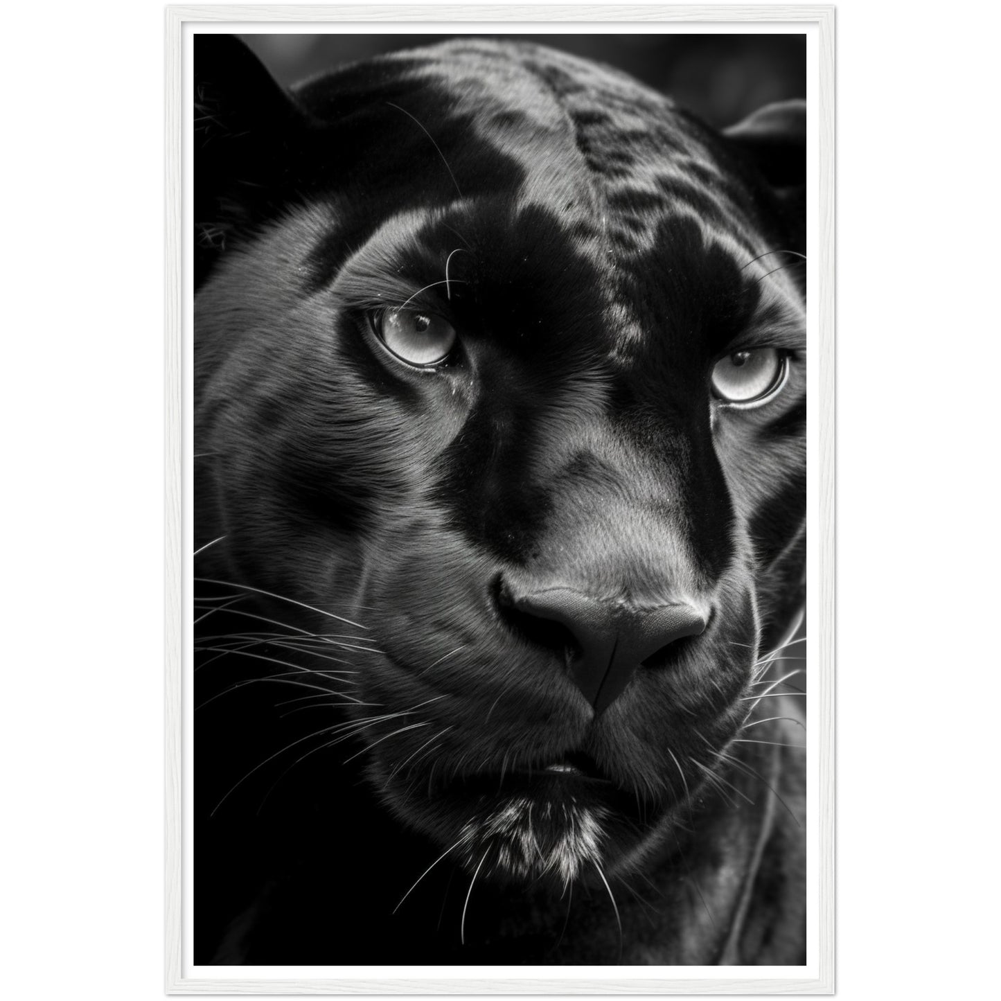 Panther's Gaze Photograph Wall Art Print