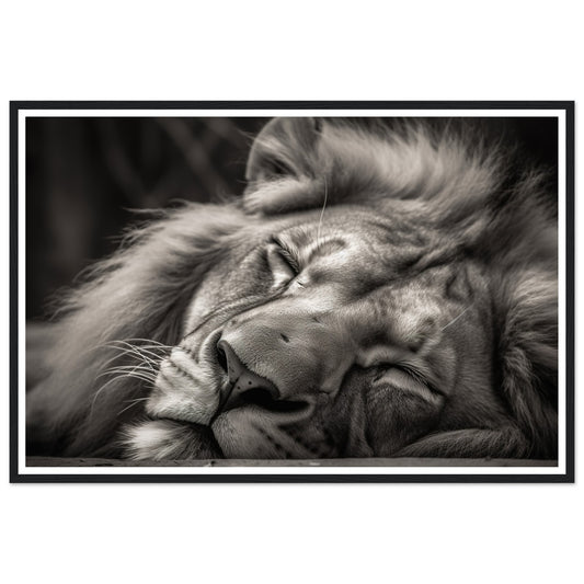 Regal Rest - Serene Sleeping Lion Photography