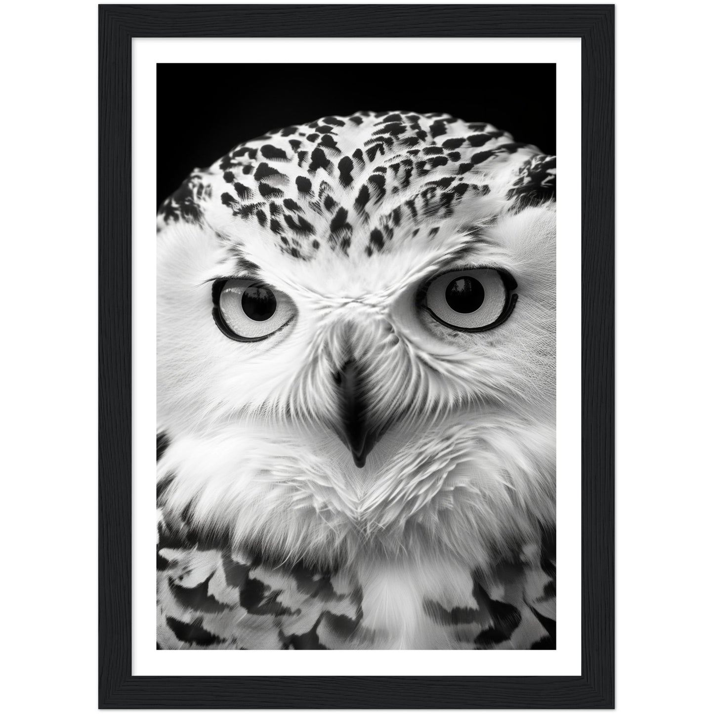 Snowy Owl Gaze Photography