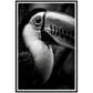 Toucan's Gaze Photograph Wall Art Print