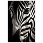 Close-up Zebra Photograph Wall Art Print