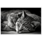 Tranquil Duo - Sleeping Cats Photograph Wall Art Print