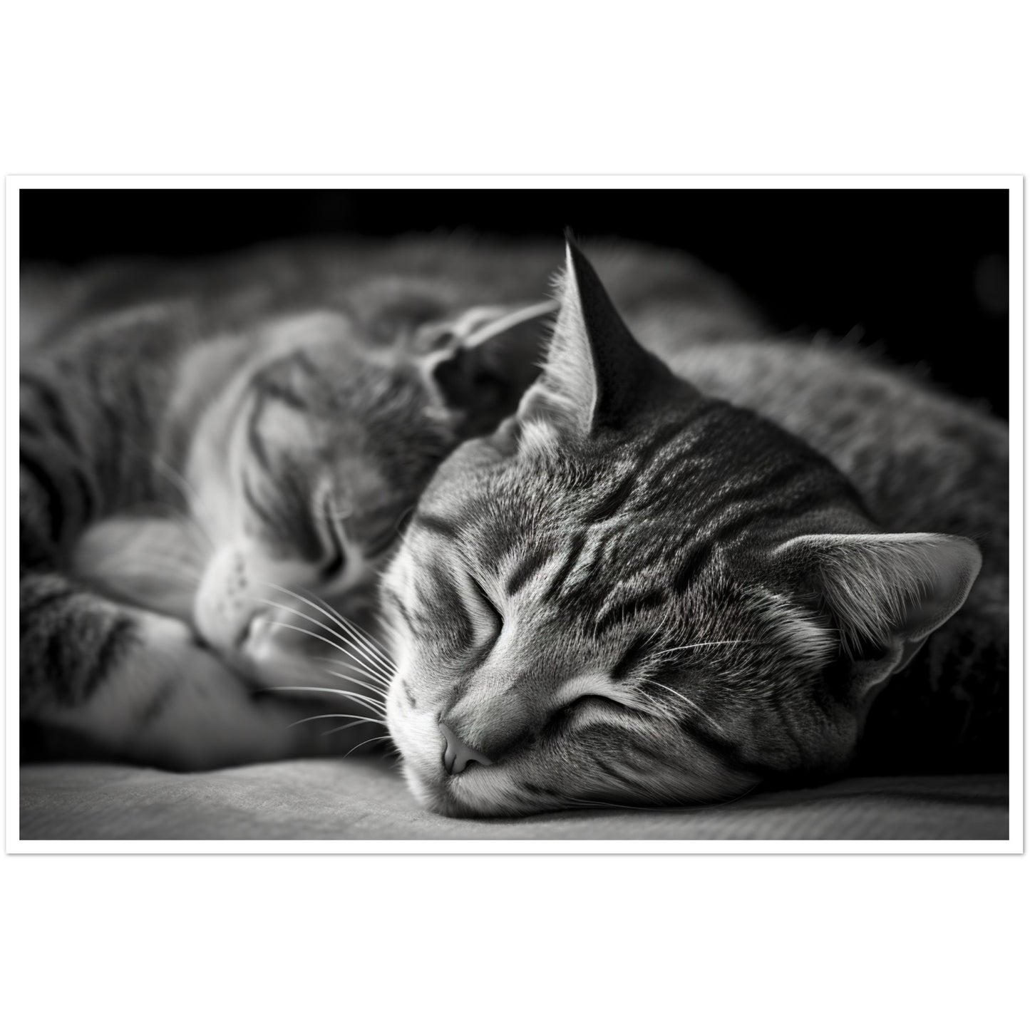 Tranquil Duo - Sleeping Cats Photograph Wall Art Print