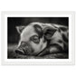 Black and White Sleeping Piglet Photograph Wall Art Print