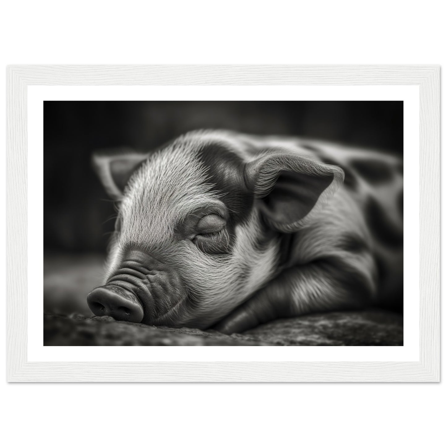 Black and White Sleeping Piglet Photograph Wall Art Print